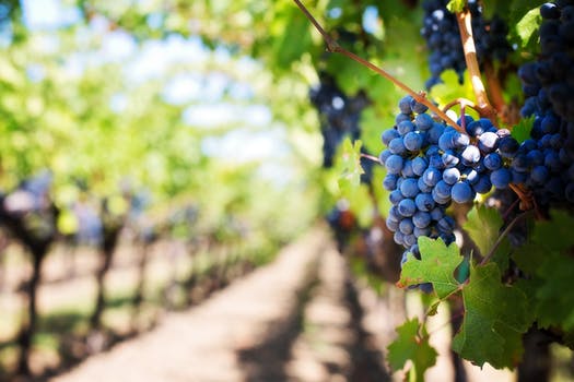 vineyard-grapes